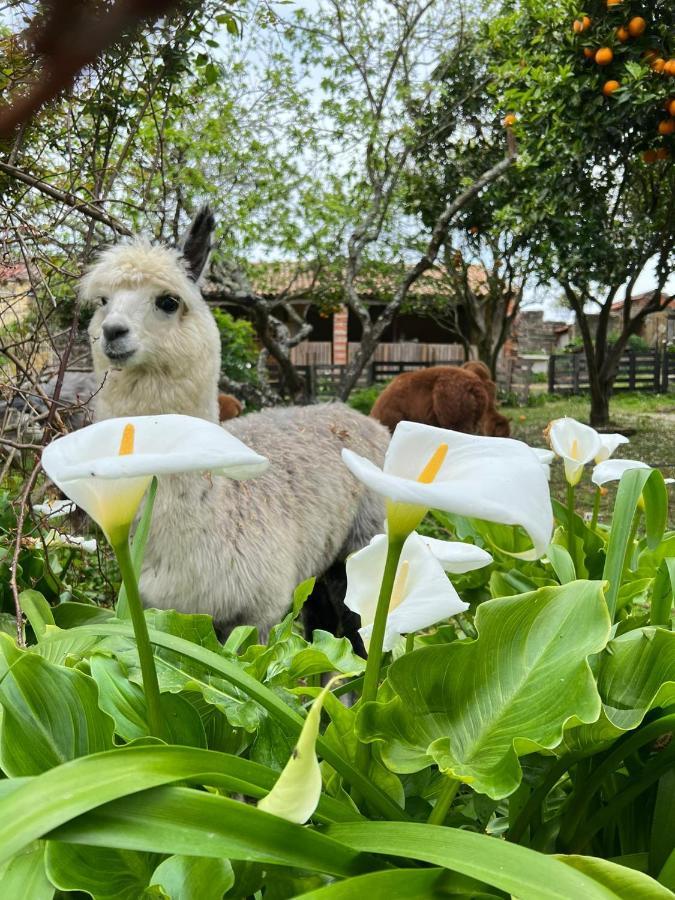 Вилла Monte Frio Alpacas Nariz Экстерьер фото